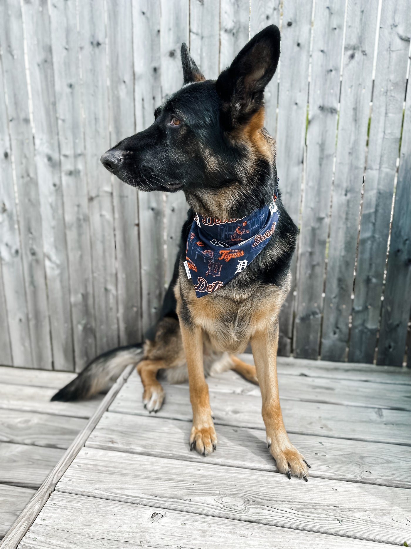 Tigers Bandana