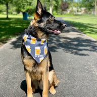 Mini Beers Bandana