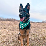 Shamrock Bandana