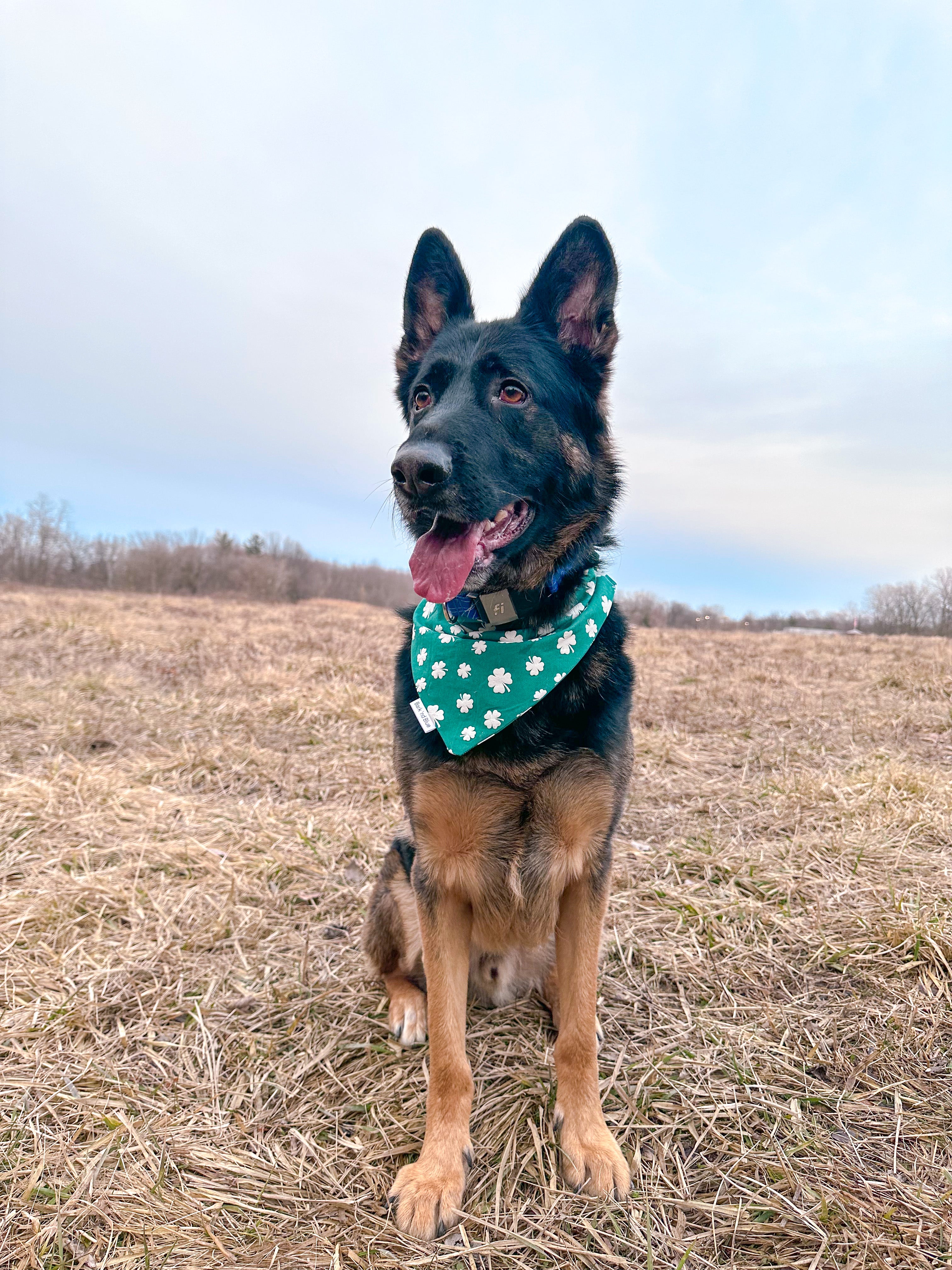 Shamrock Bandana