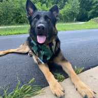 Camo Bandana