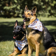 Pumpkin Spice Bandana
