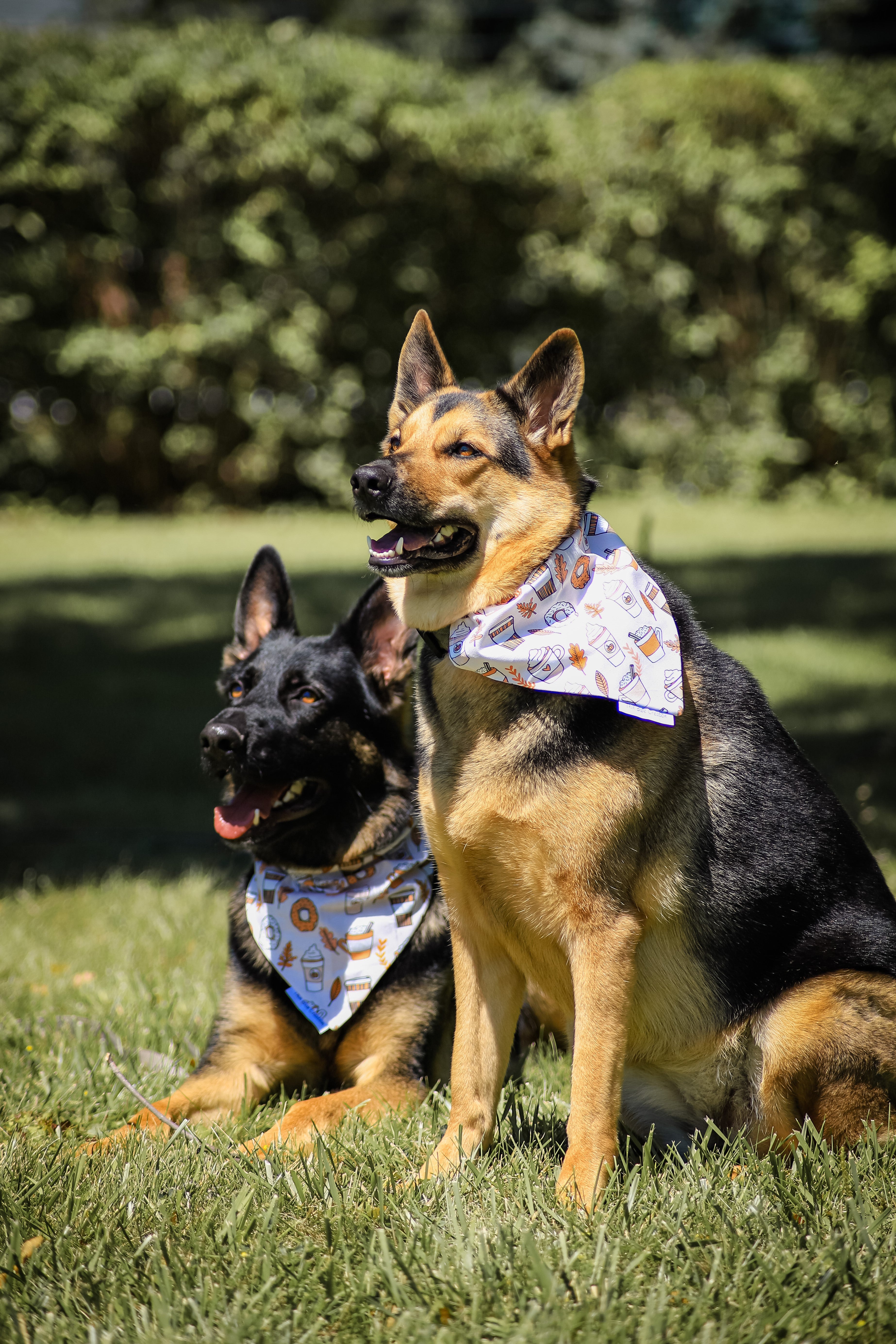 Pumpkin Spice Bandana