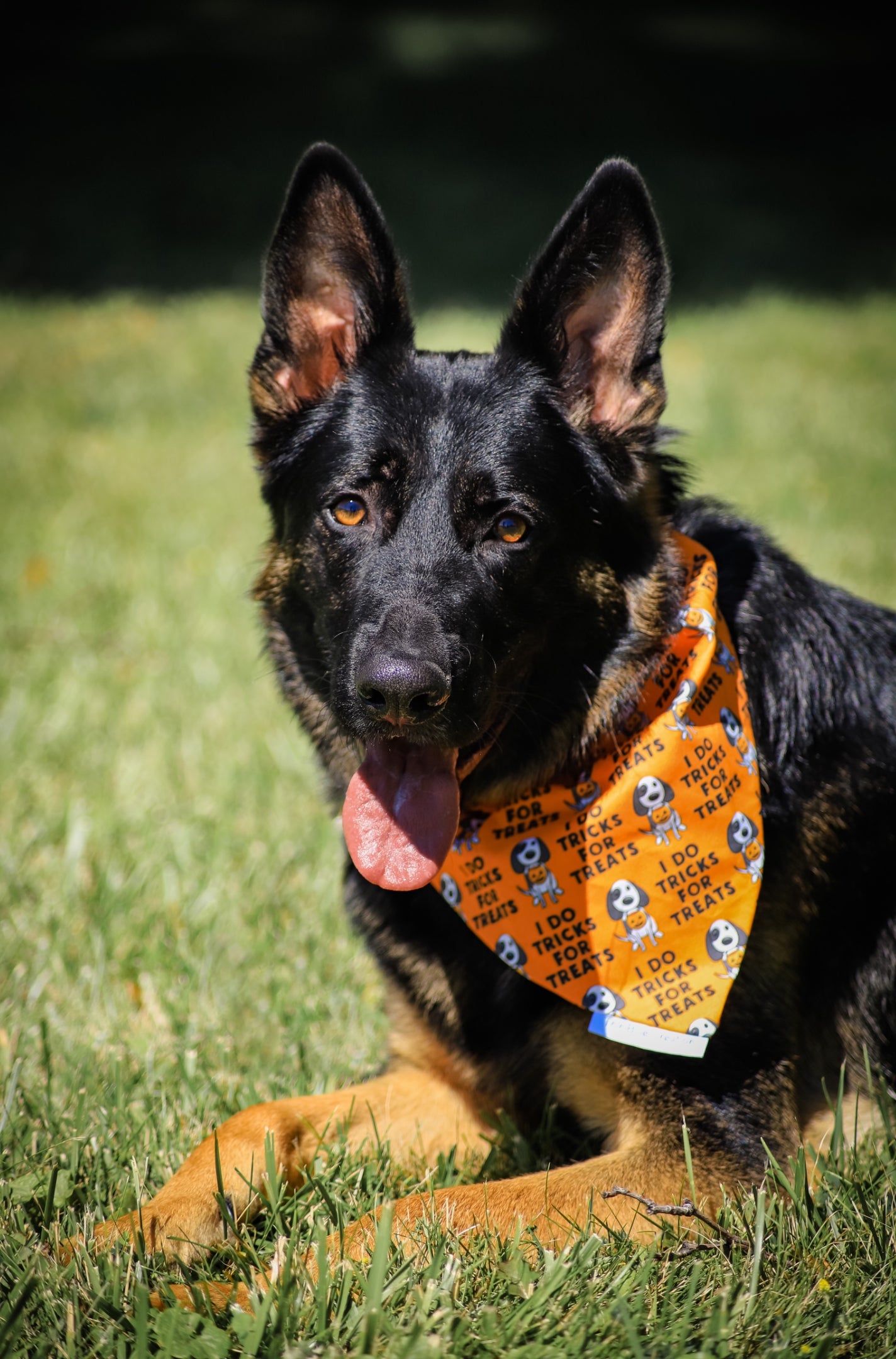 Tricks or Treats Bandana