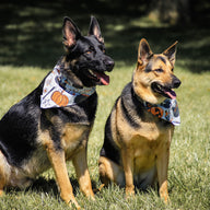 Hocus Bandana