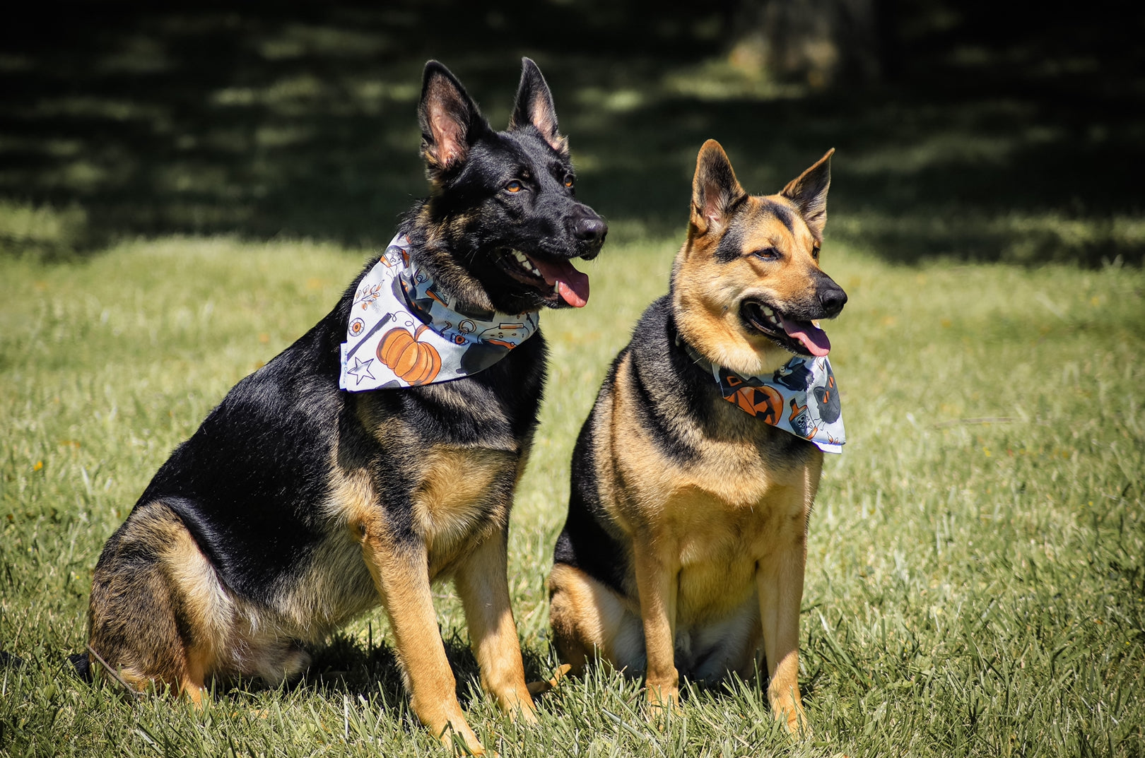 Hocus Bandana