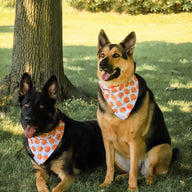 The Great Pumpkin Bandana