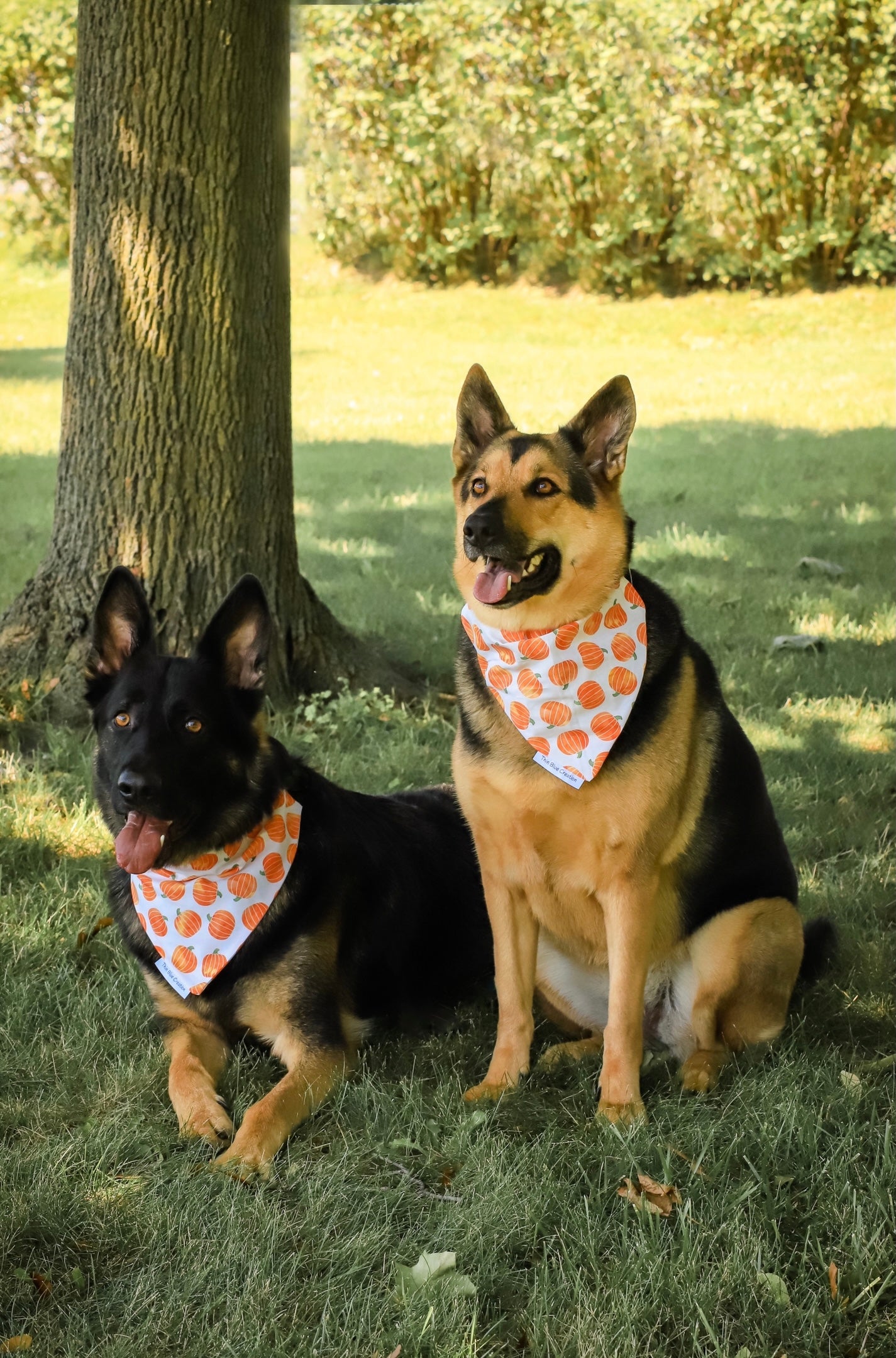 The Great Pumpkin Bandana