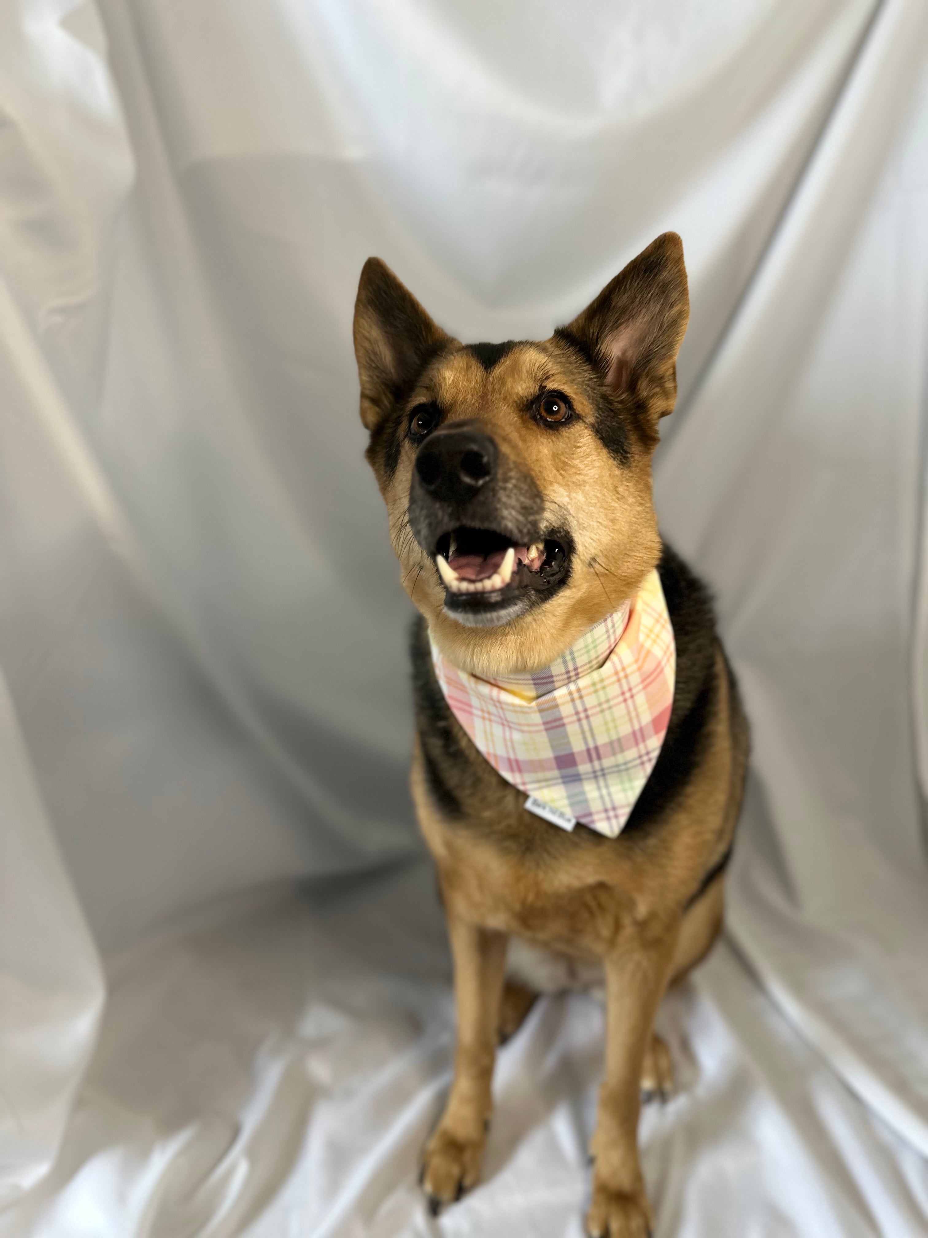 Easter Egg Bandana