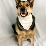 Toasted Carmel Bandana
