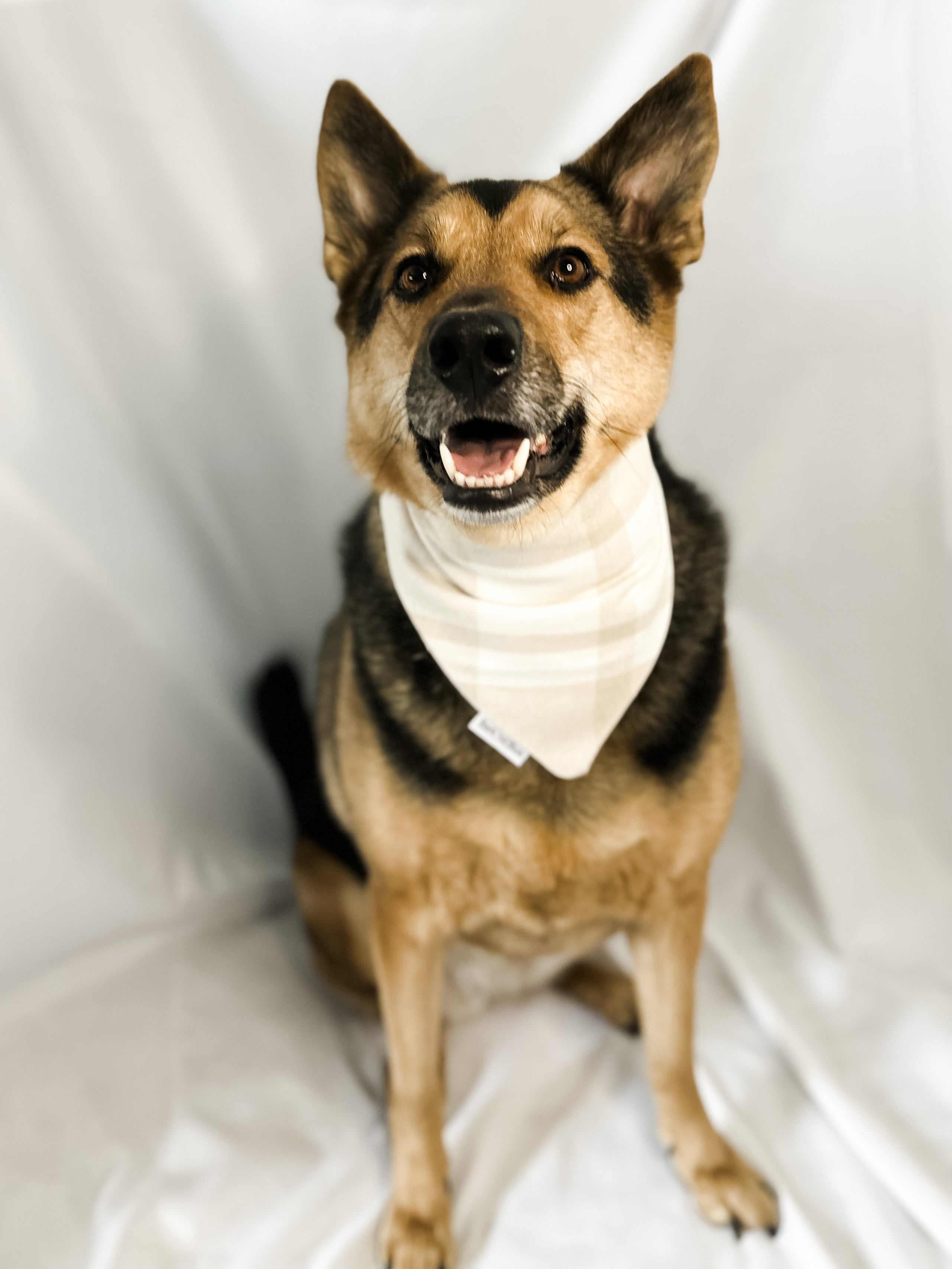 Toasted Carmel Bandana