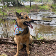Dog Doughnut Bandana