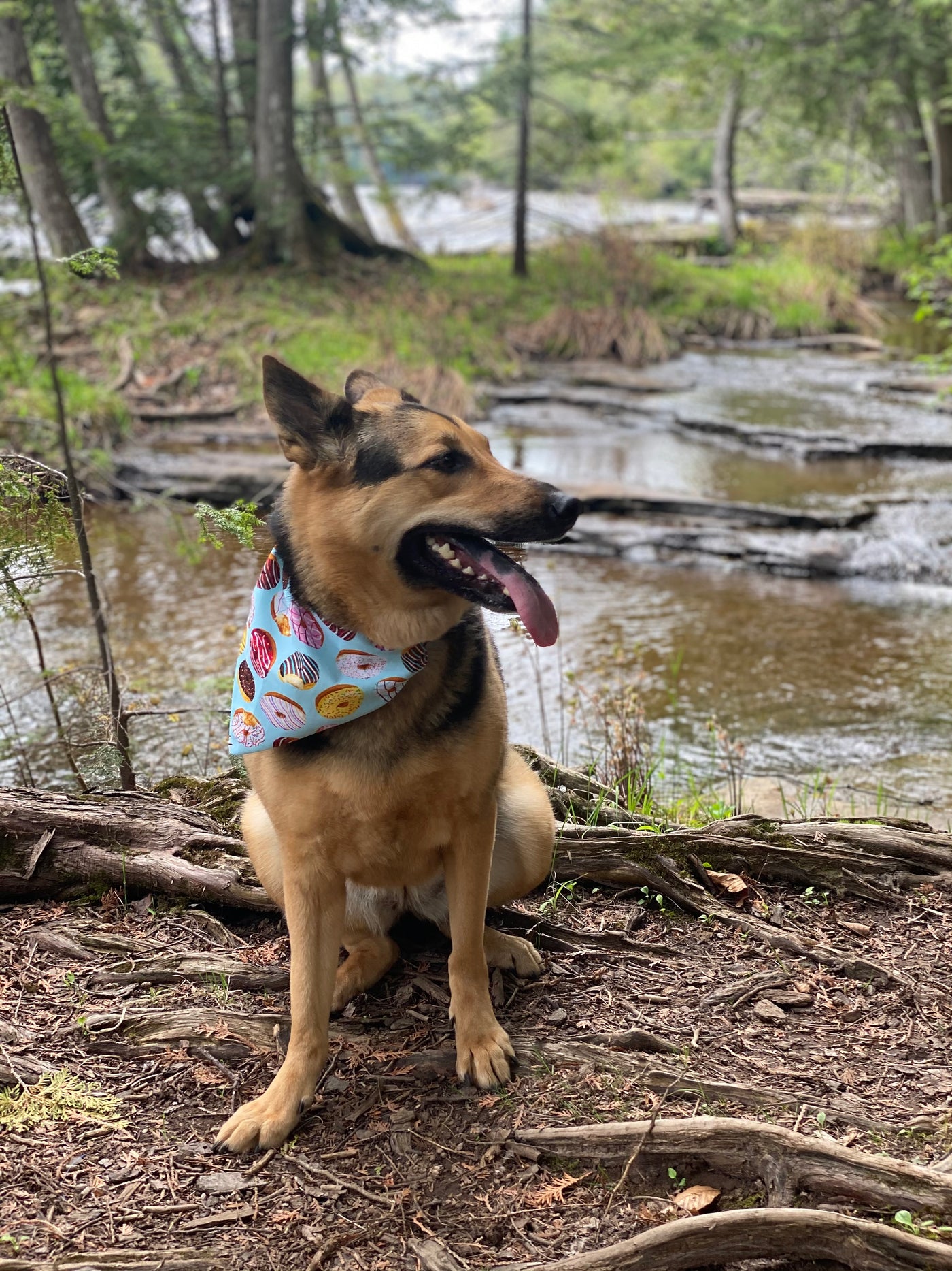 Dog Doughnut Bandana