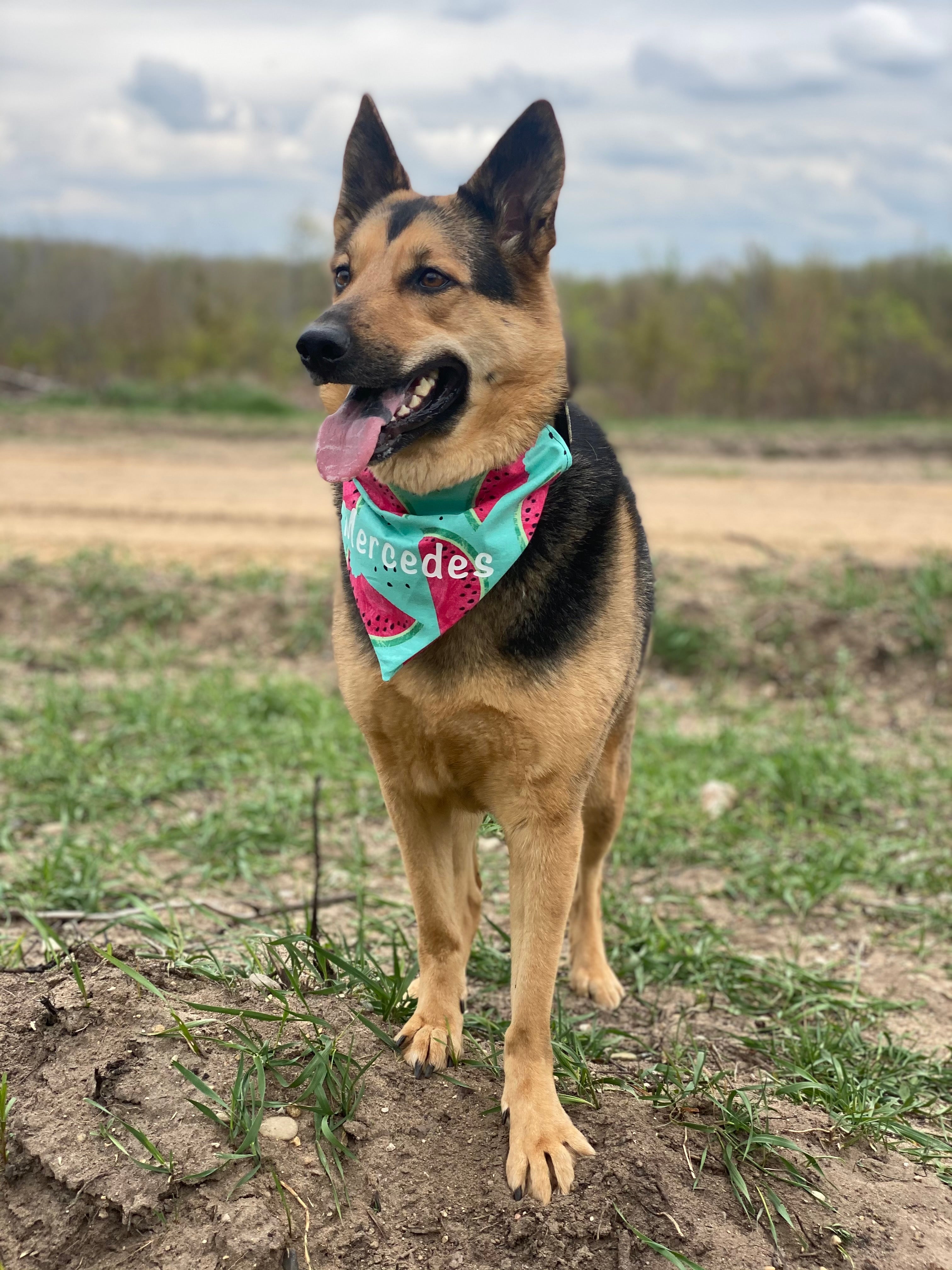 Watermelon Bandana