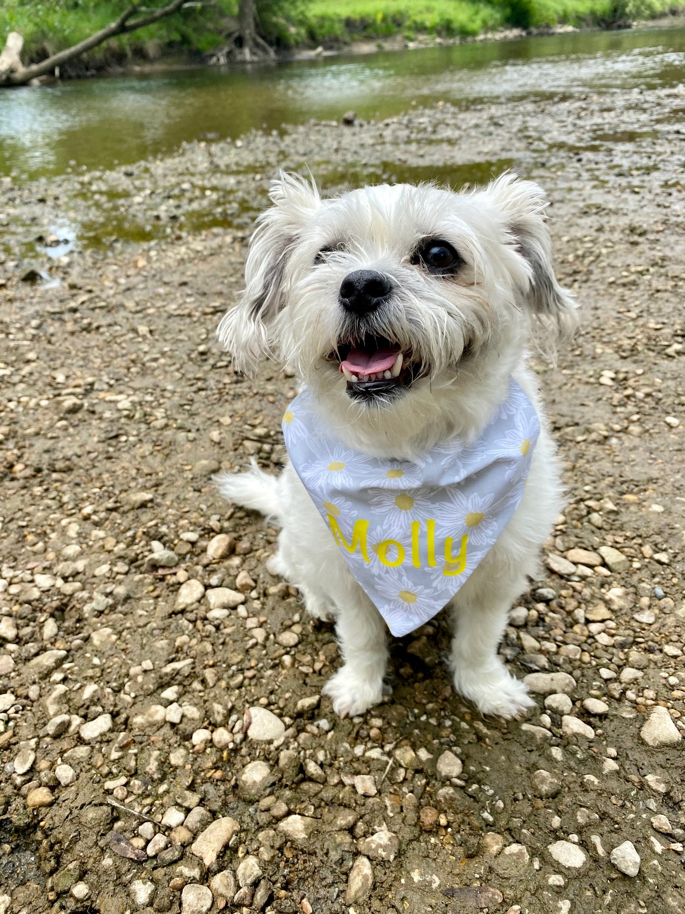 Molly Daisy Bandana