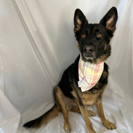 Easter Egg Bandana
