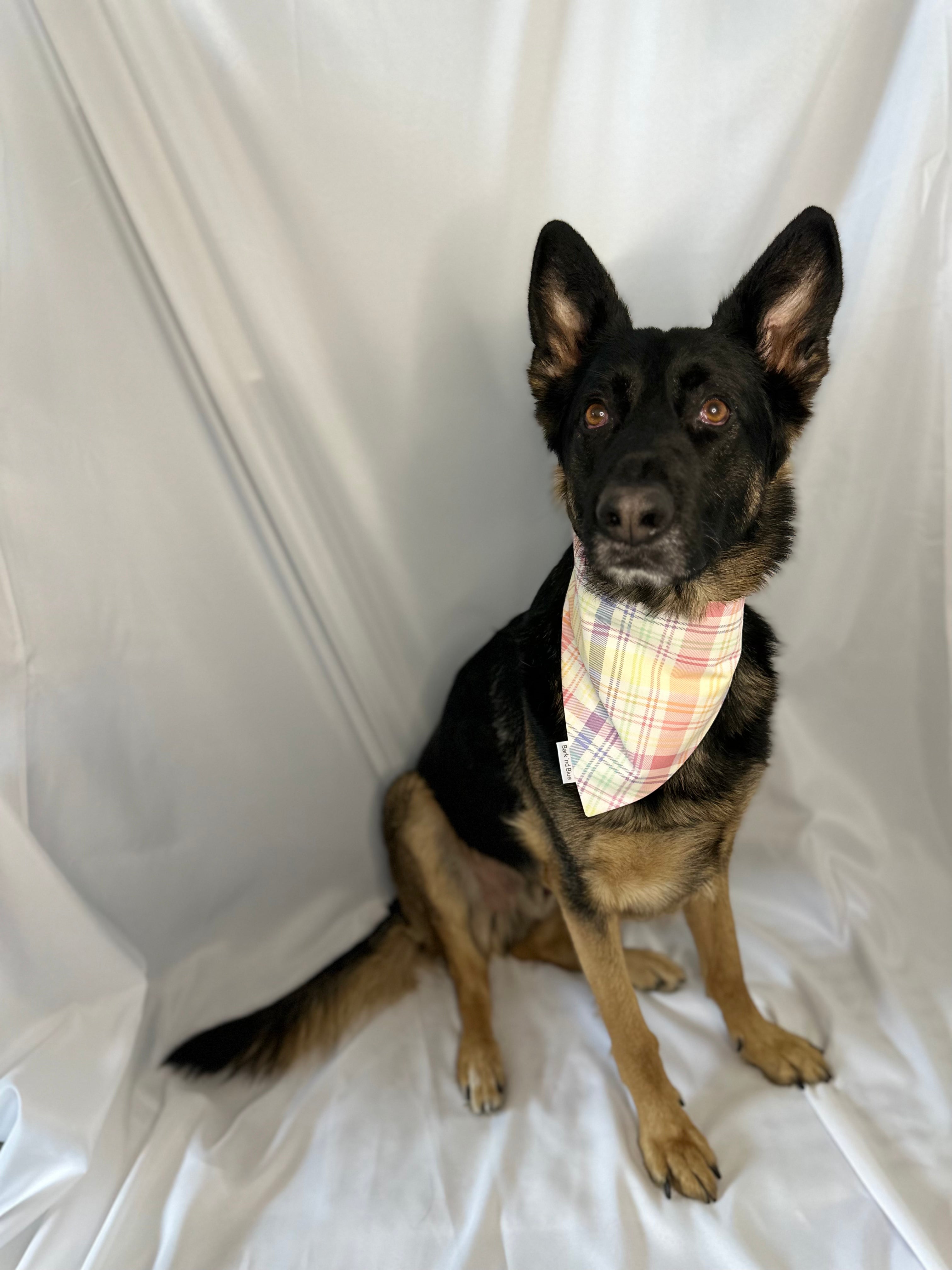 Easter Egg Bandana