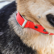 BioThane Waterproof Dog Collar