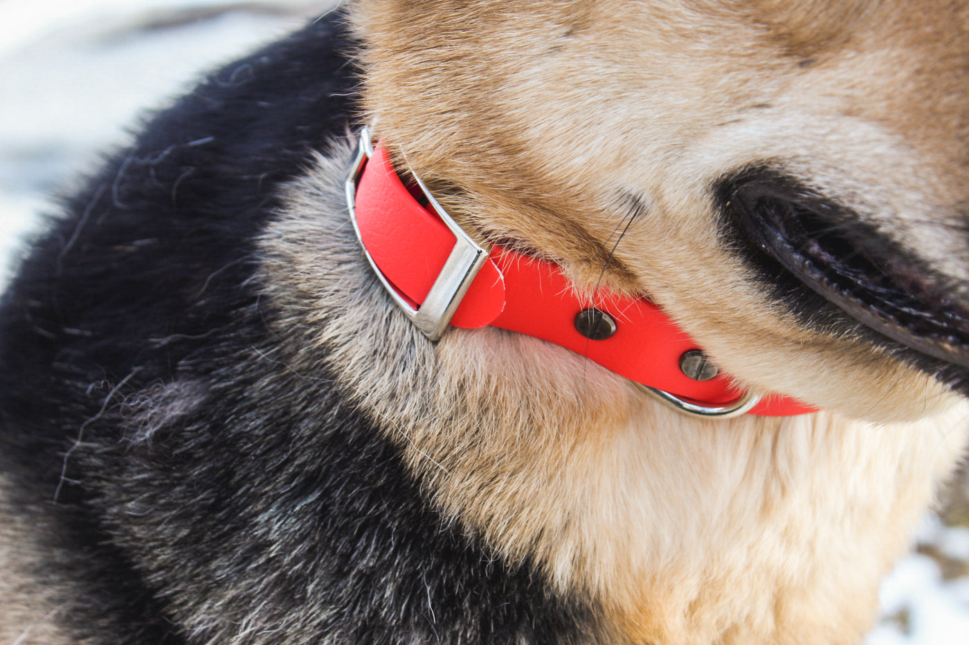 BioThane Waterproof Dog Collar