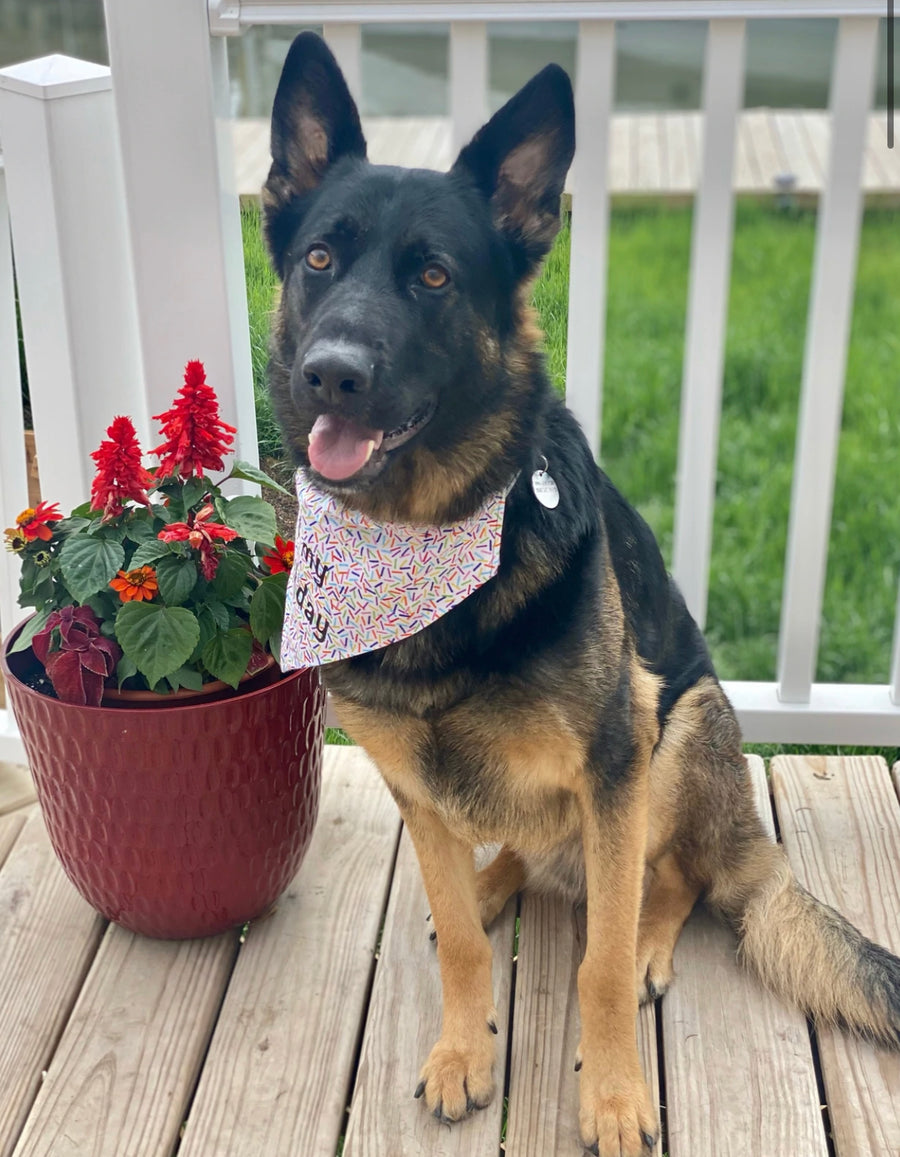 Sprinkle Party Bandana